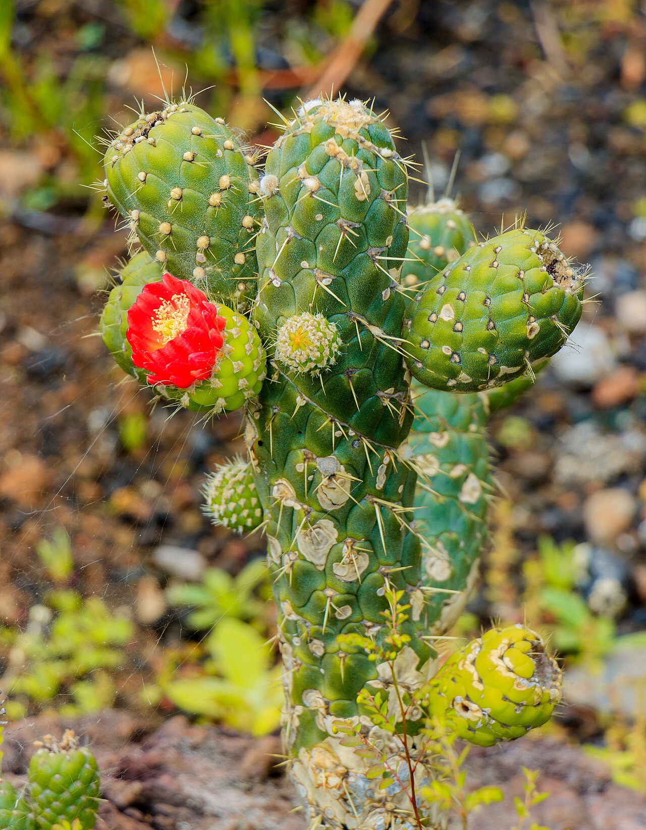 Austrocylindropuntia cylindrica