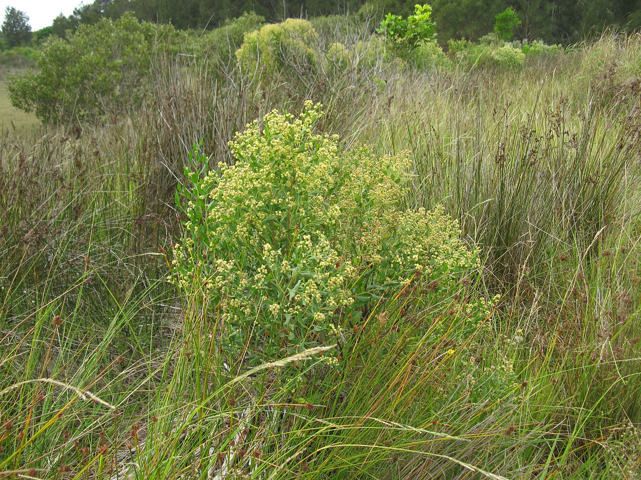 Baccharis halimifolia