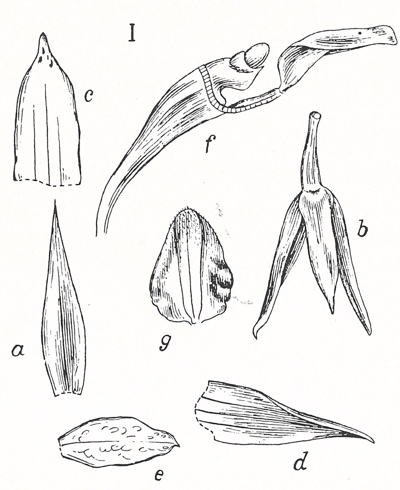 Bulbophyllum devium