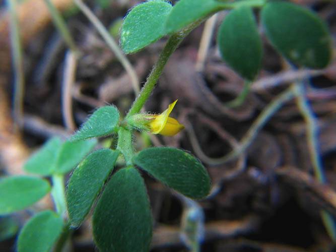 Acmispon wrangelianus