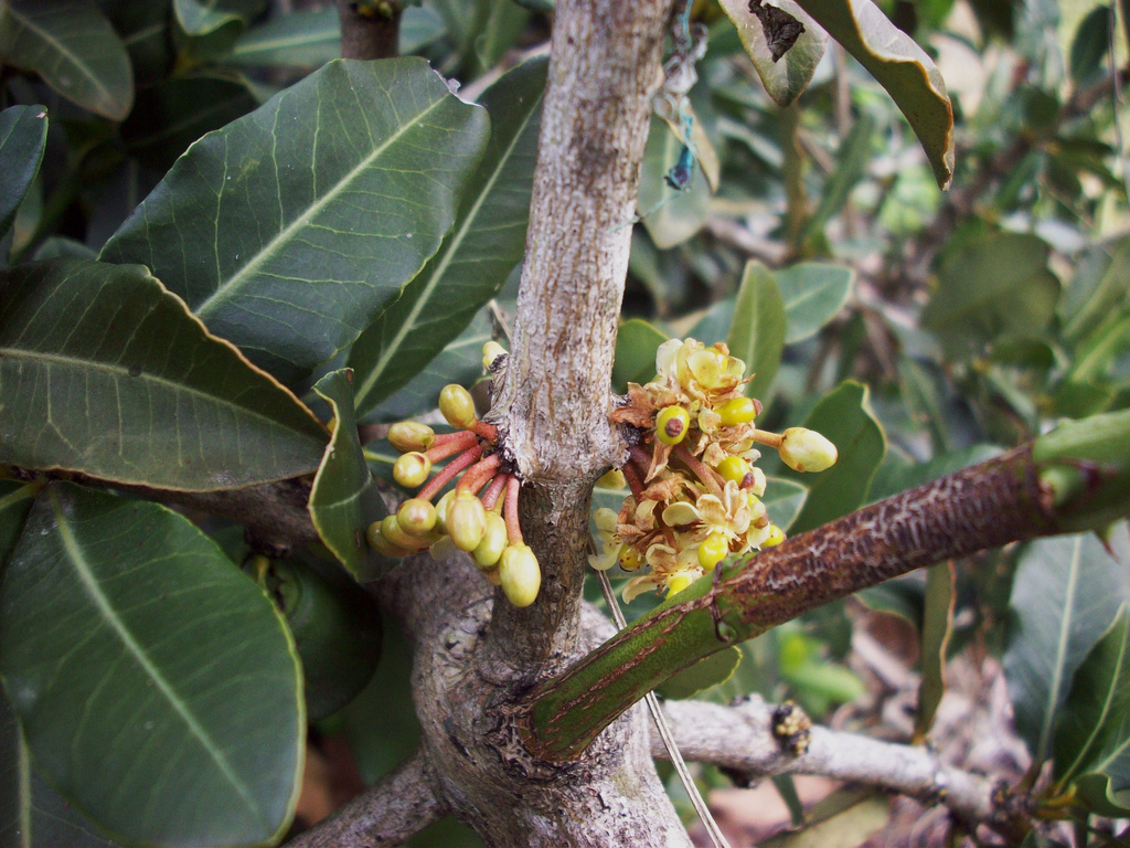 Garcinia livingstonei