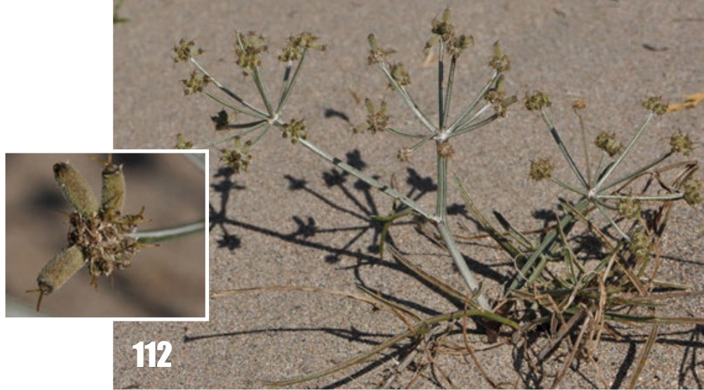 Ferula karelinii