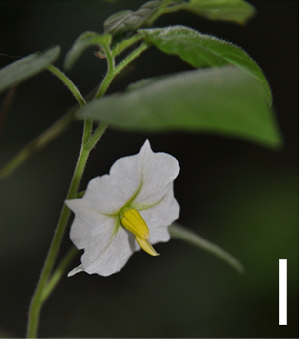 Solanum evolvuloides
