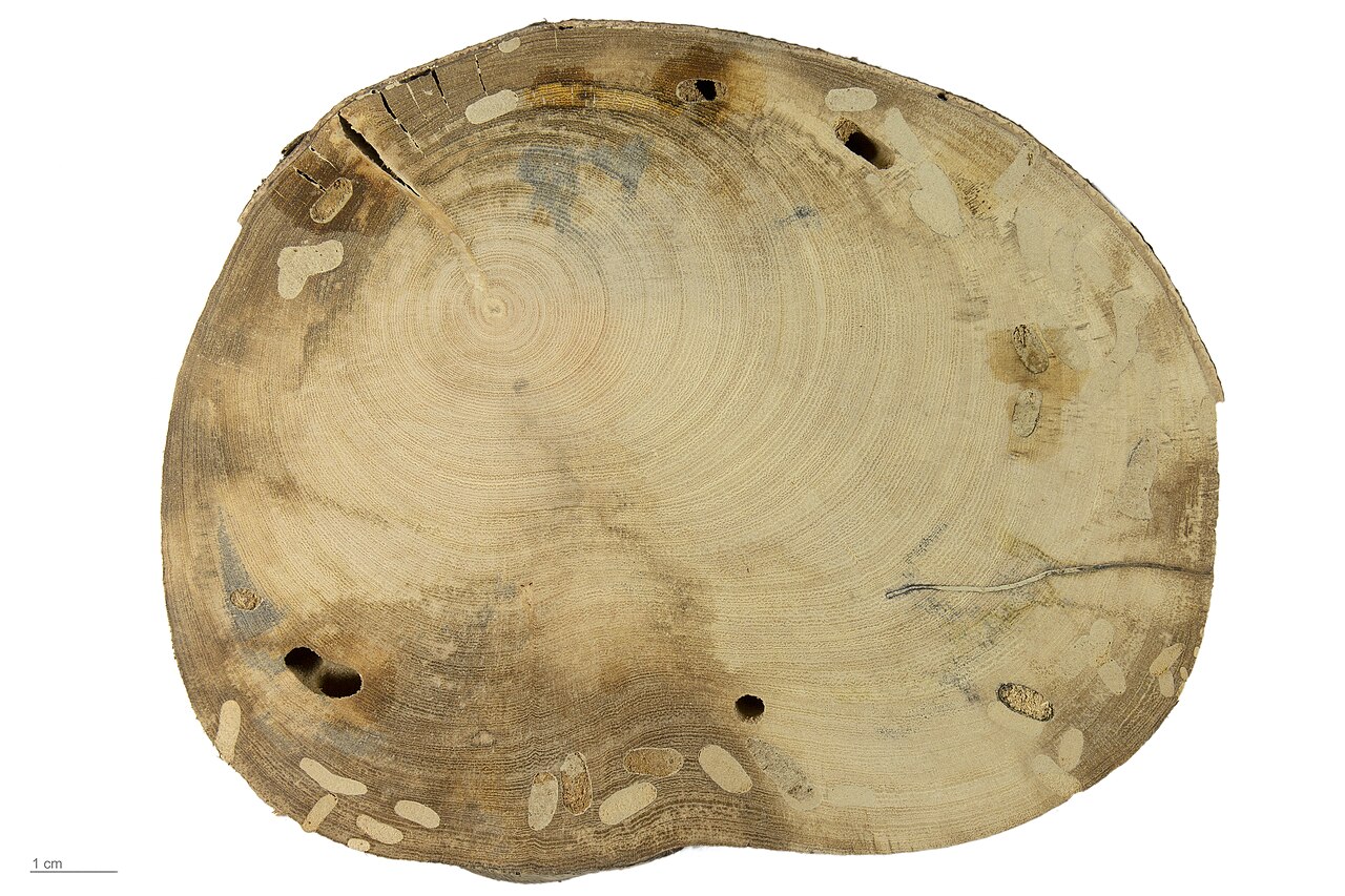 Ficus carica