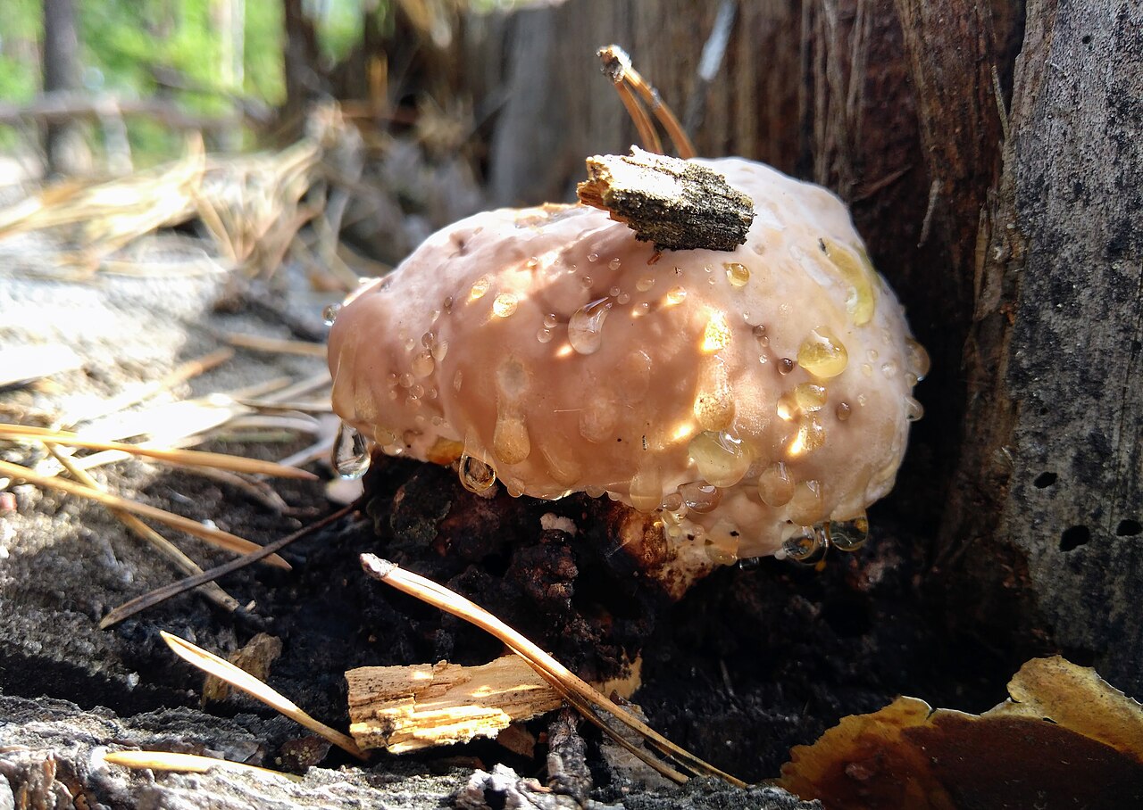 Fomitopsis pinicola