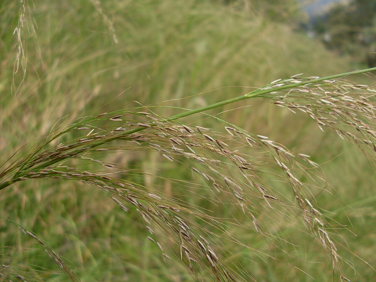 Austrostipa ramosissima