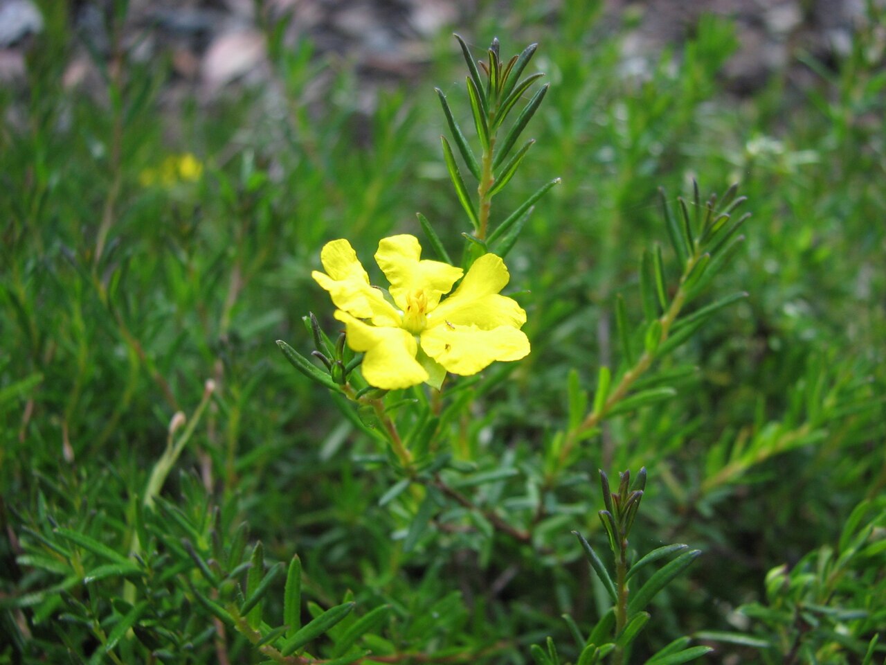 Stalked guinea-flower