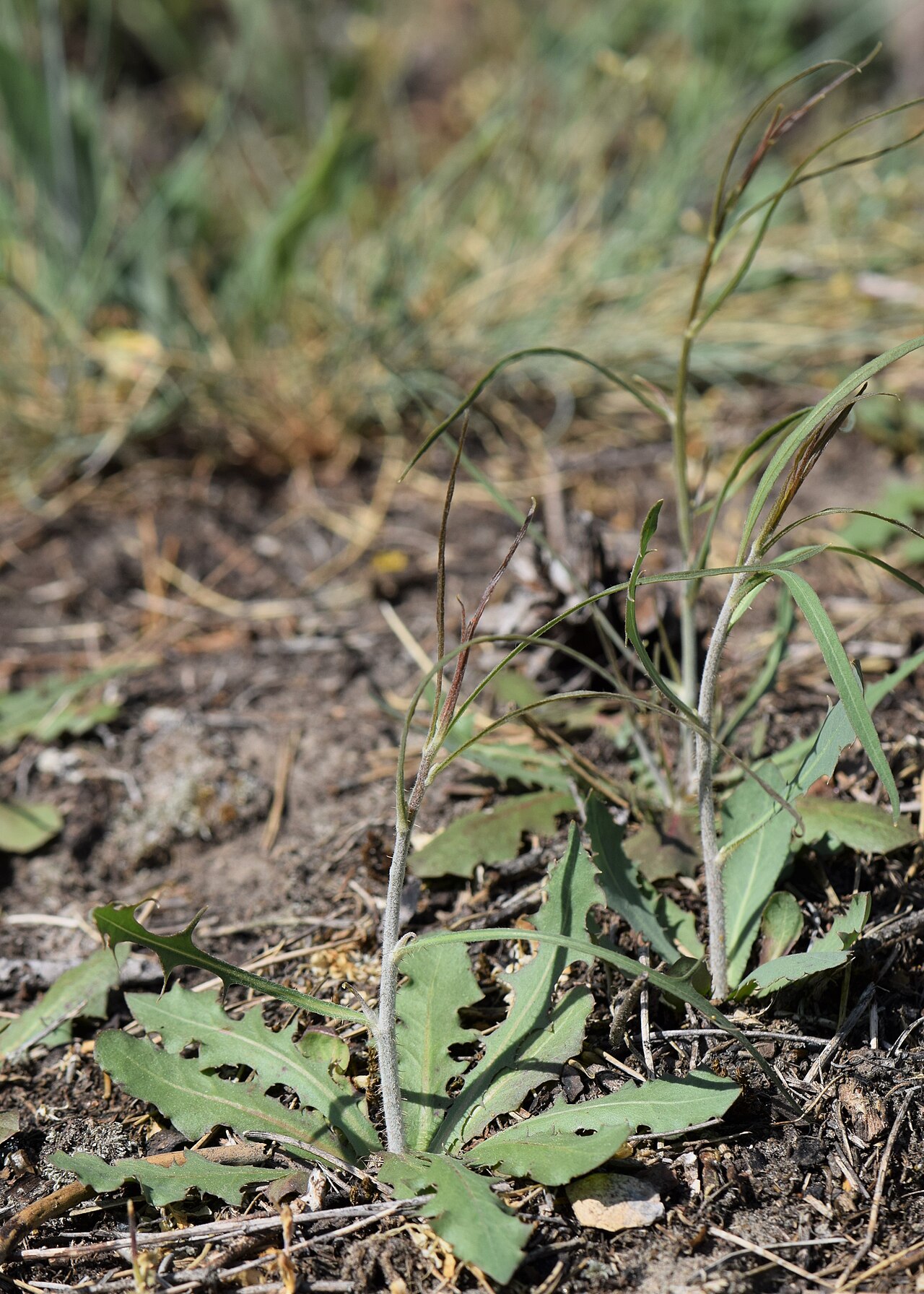 Chondrilla juncea