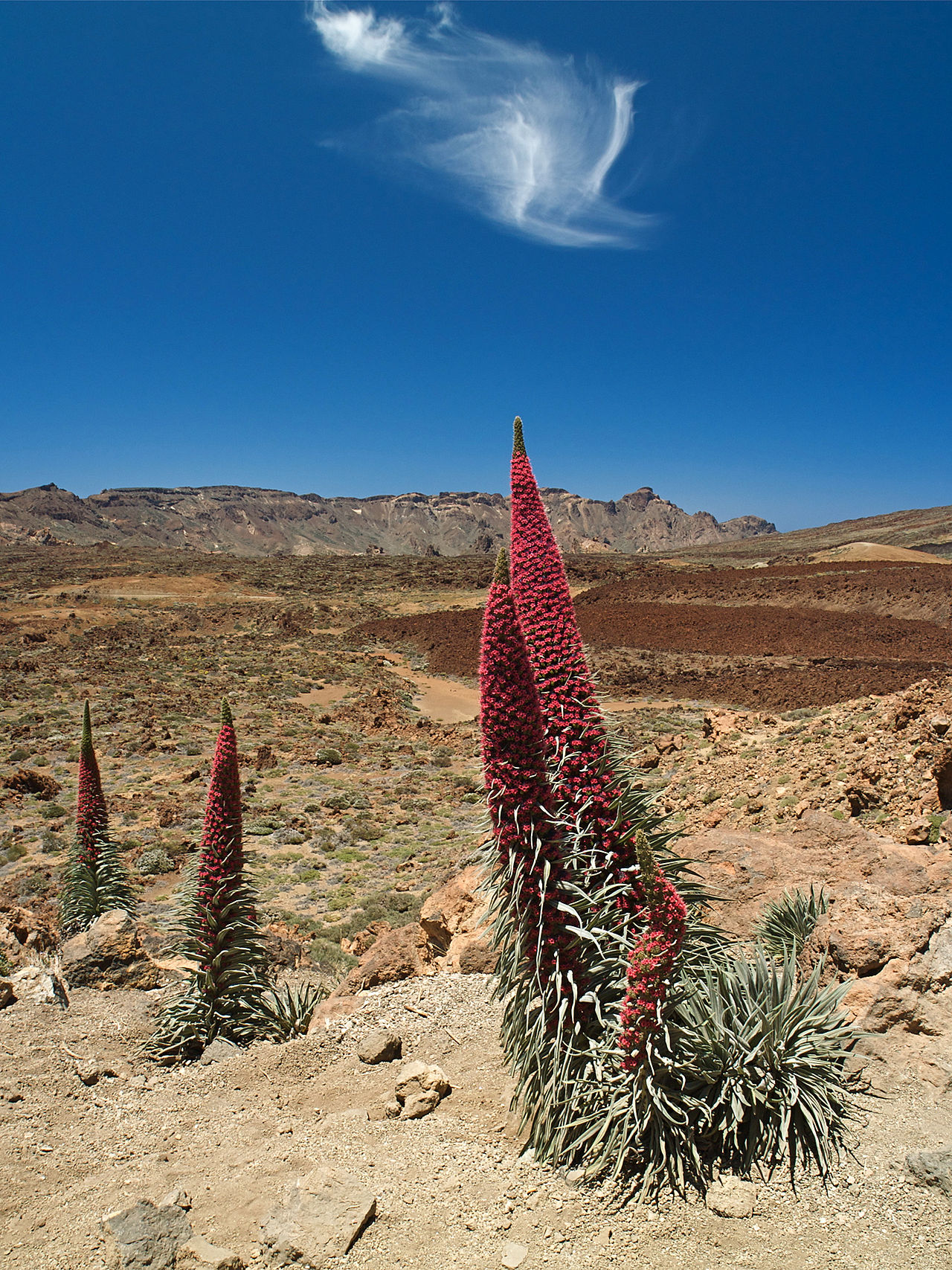 Echium wildpretii