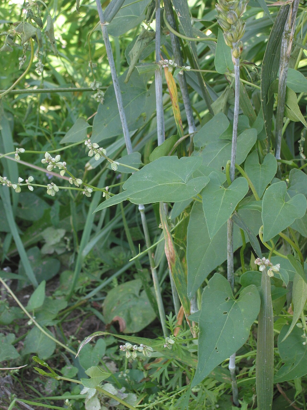 Fallopia convolvulus