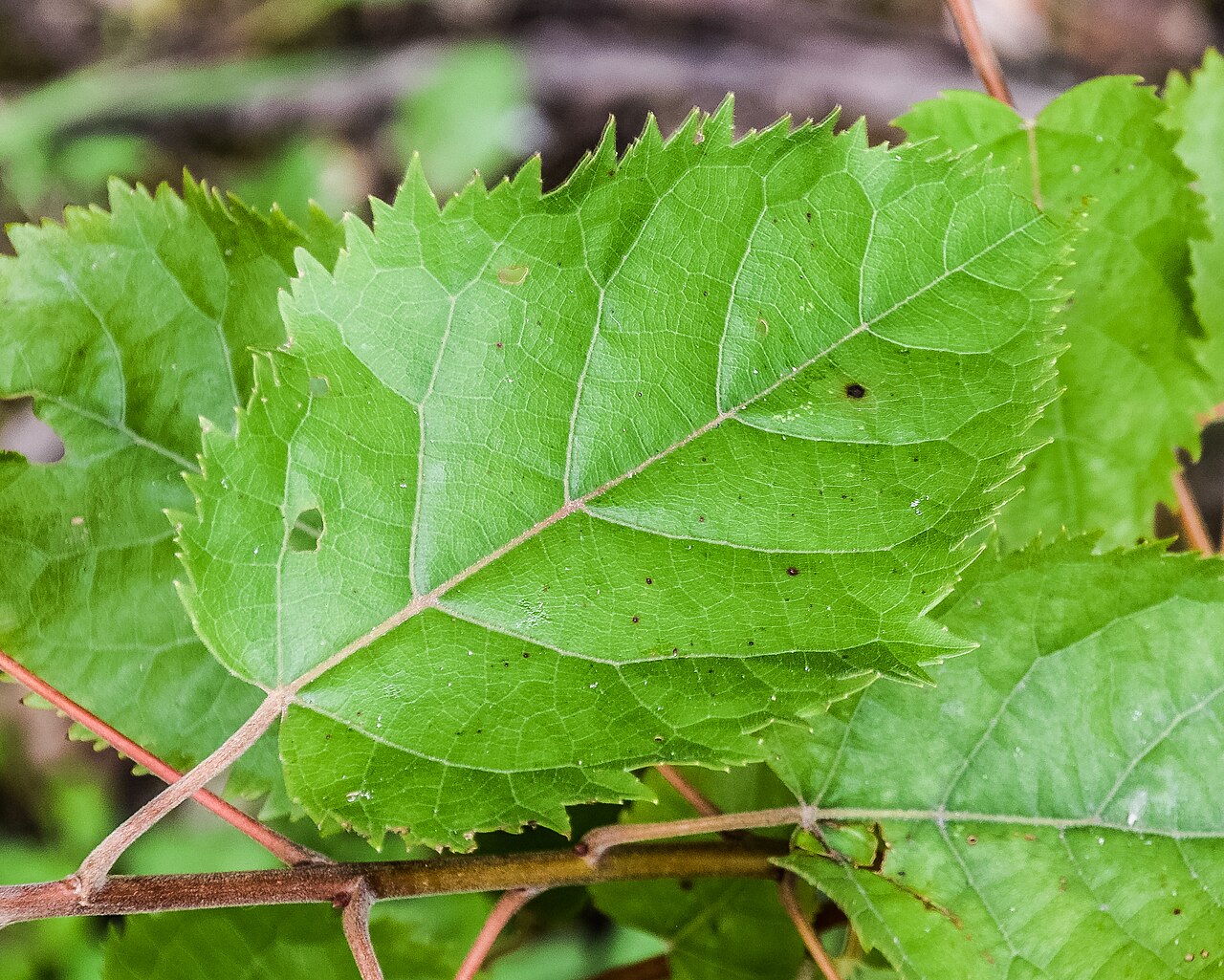 Wineberry and makomako