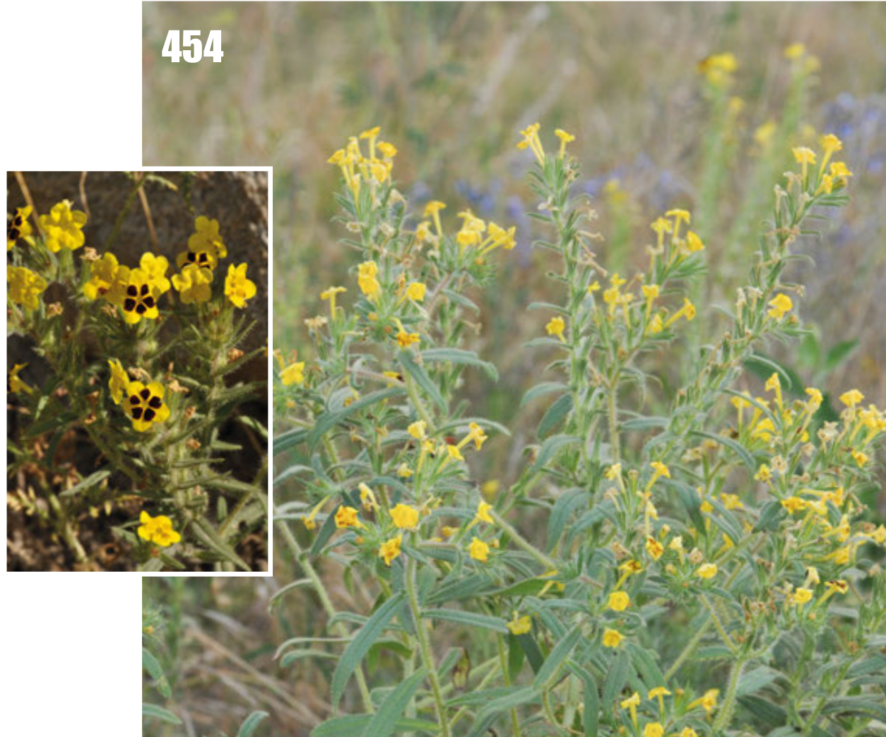 Arnebia coerulea