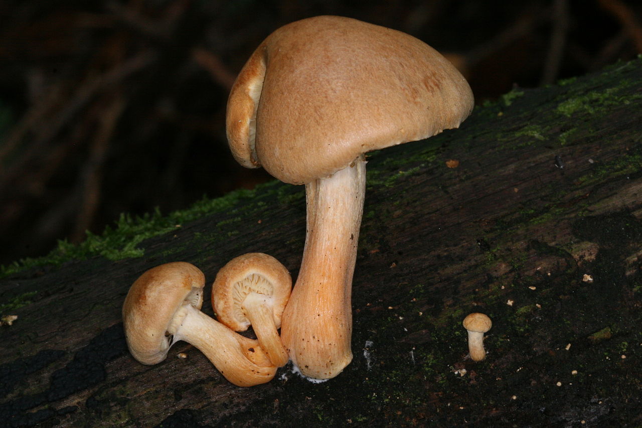 Gymnopilus hybridus