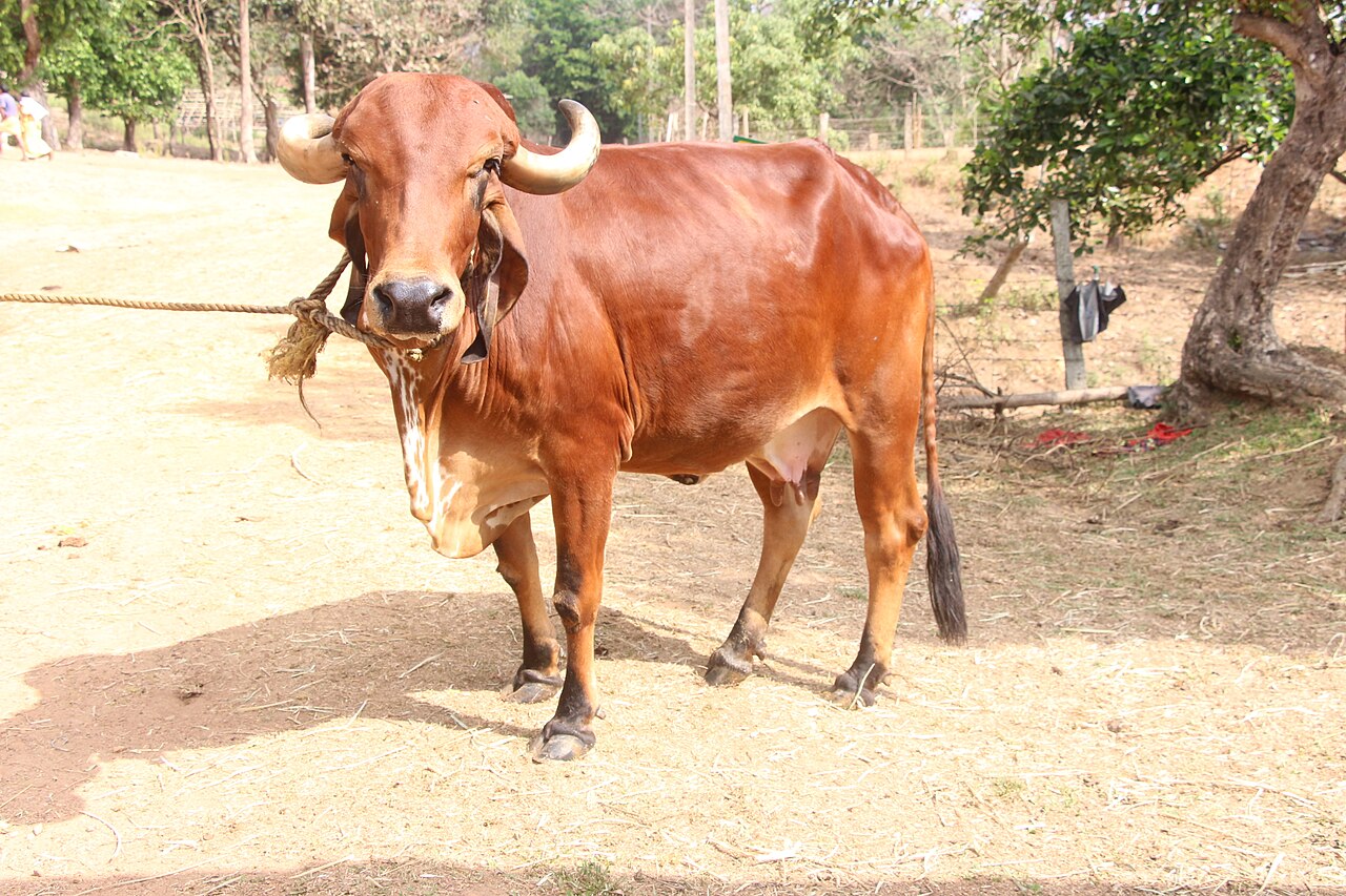 Gyr Cattle
