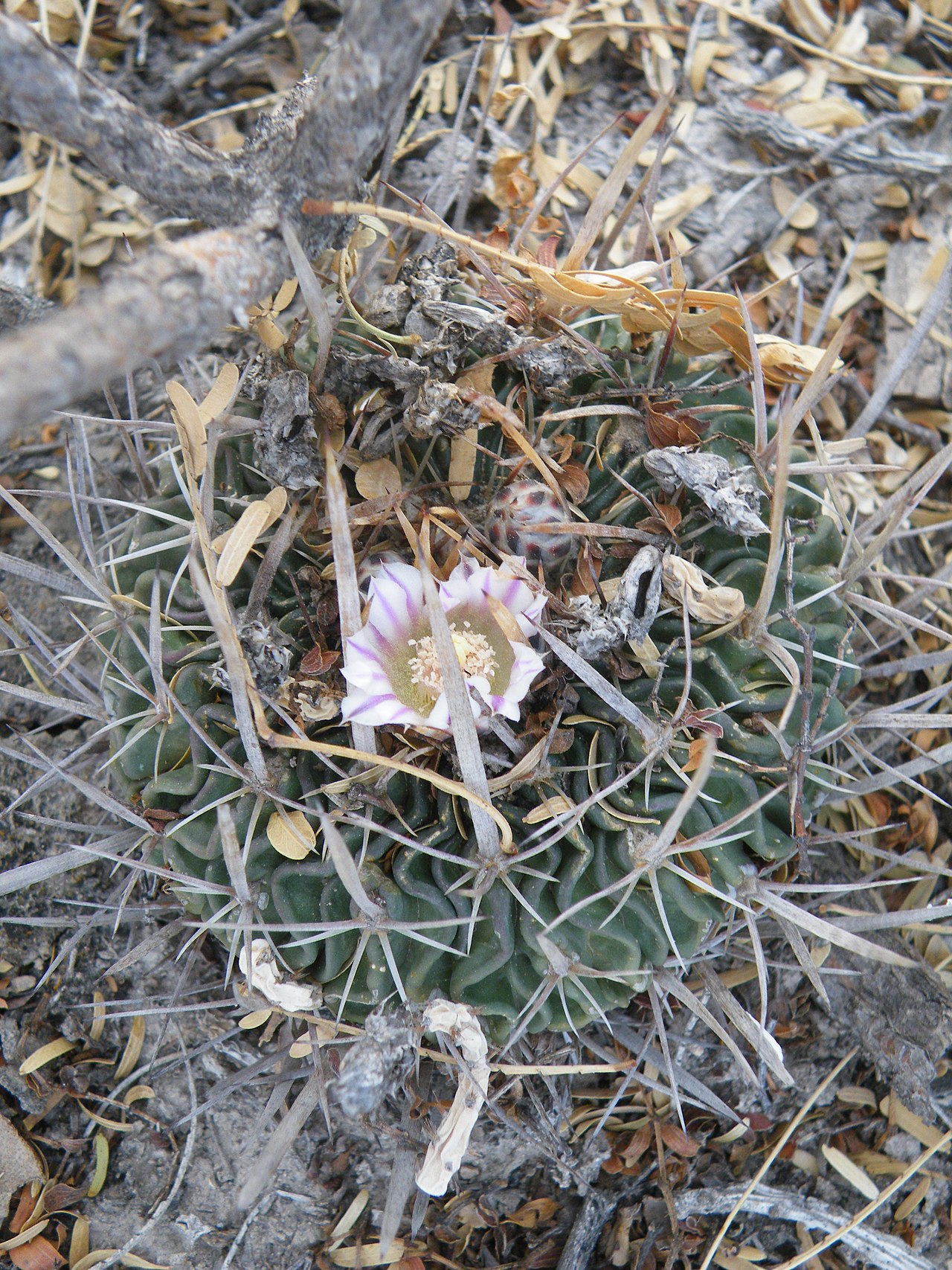 Stenocactus phyllacanthus