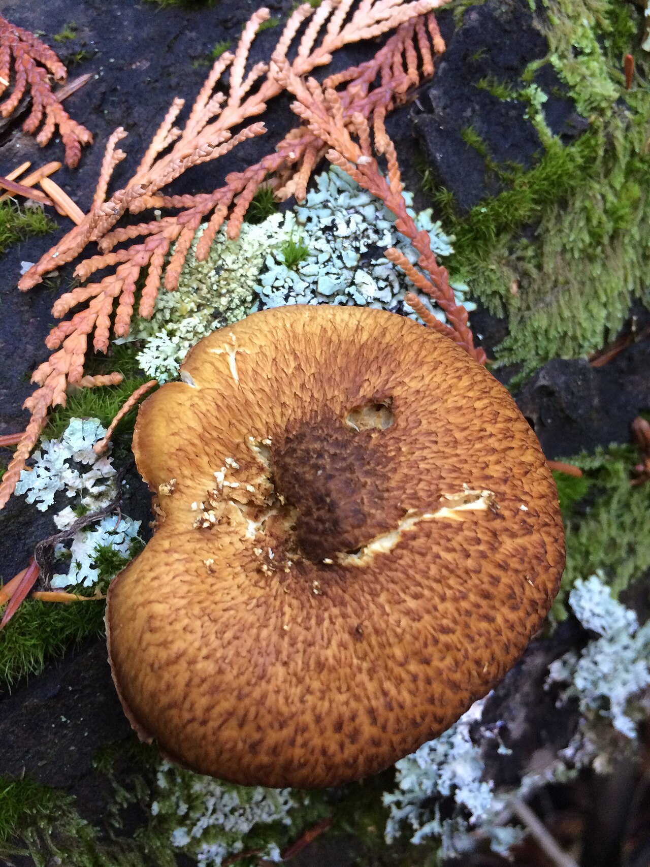 Gymnopilus parvisquamulosus