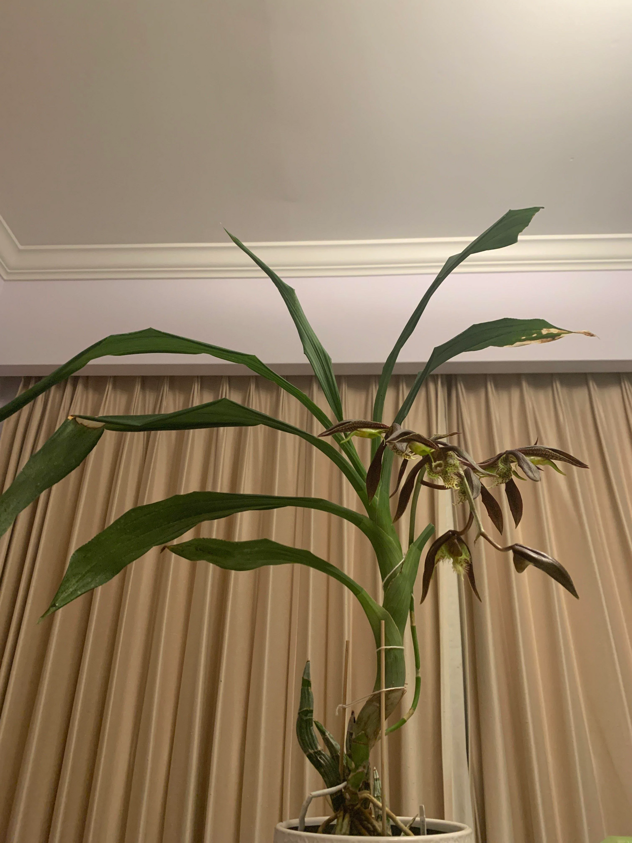 Catasetum saccatum
