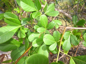 Searsia longipes