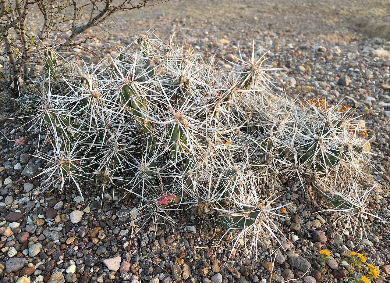 Grusonia aggeria
