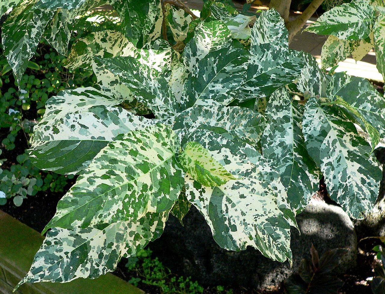 Ficus aspera