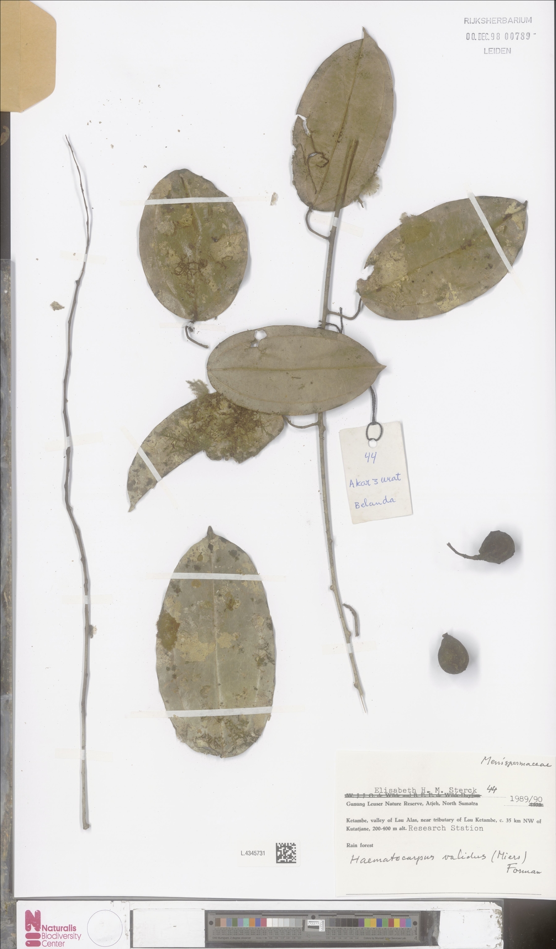Haematocarpus validus