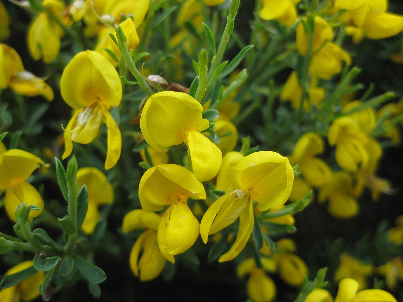 Cytisus balansae