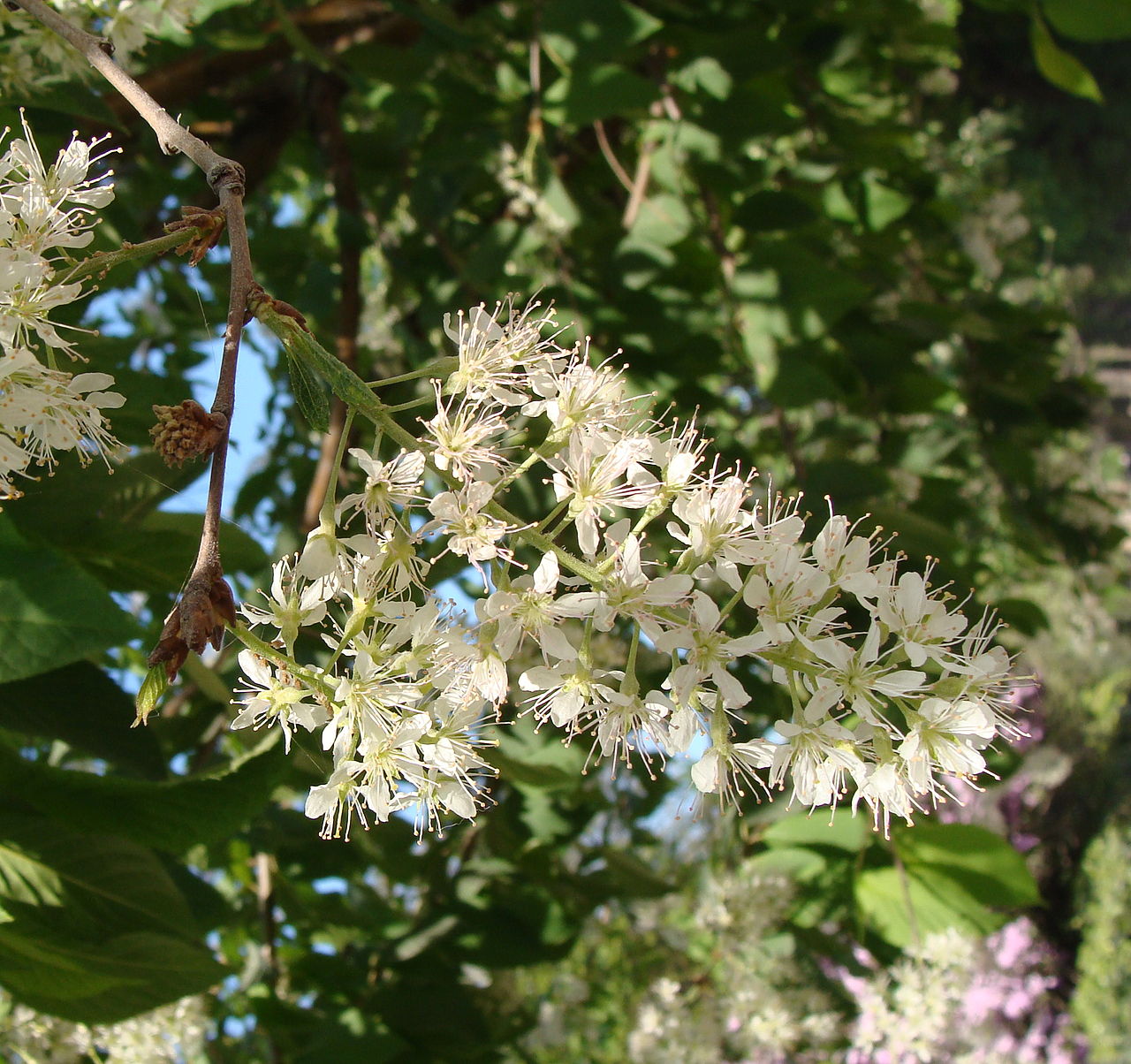 Prunus maackii