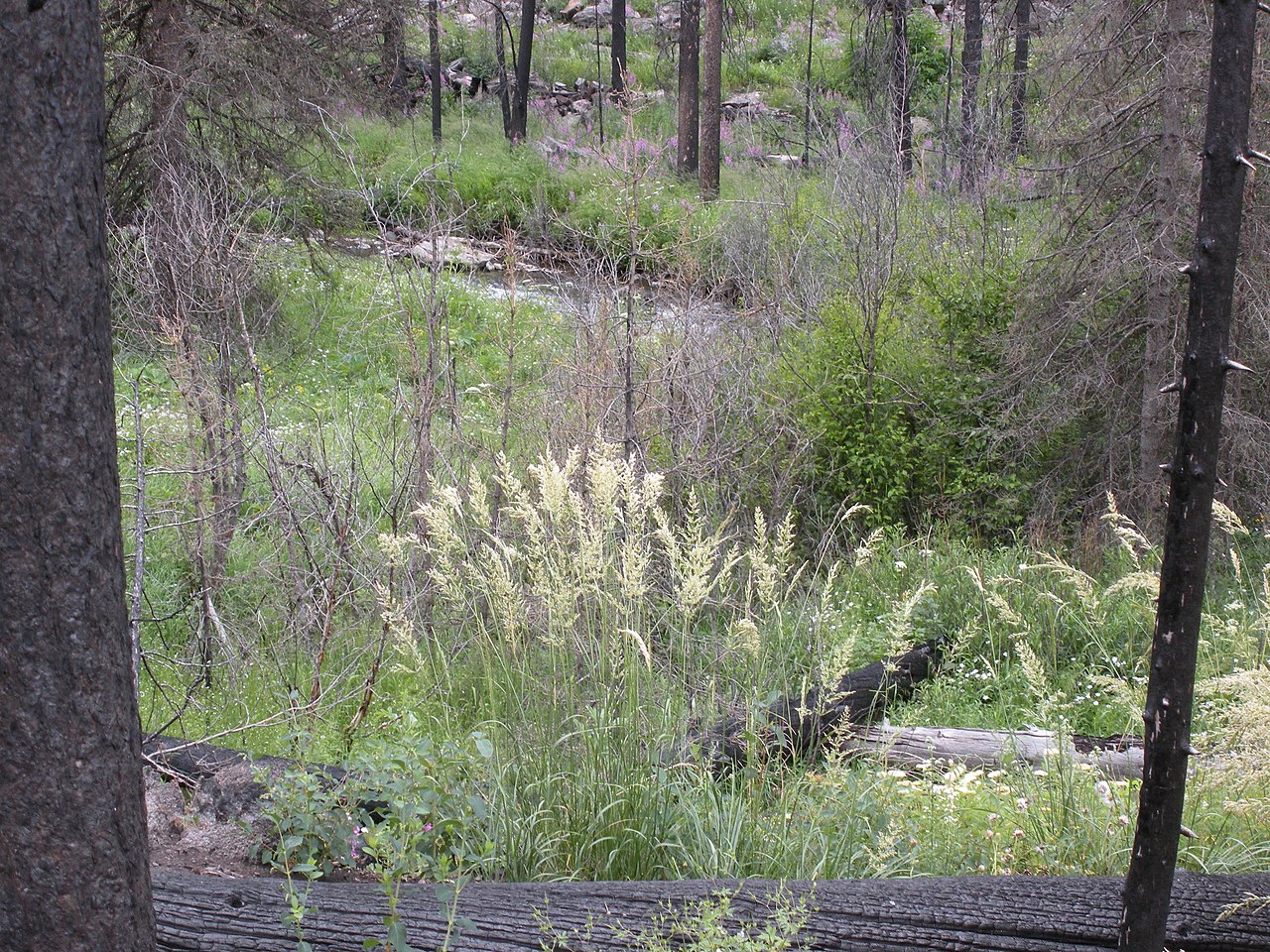 Calamagrostis rubescens