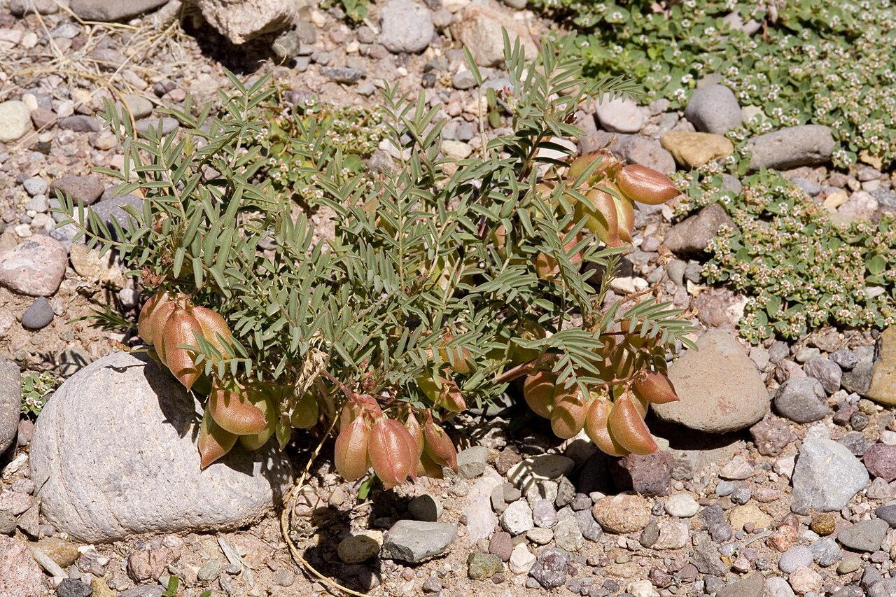 Astragalus allochrous