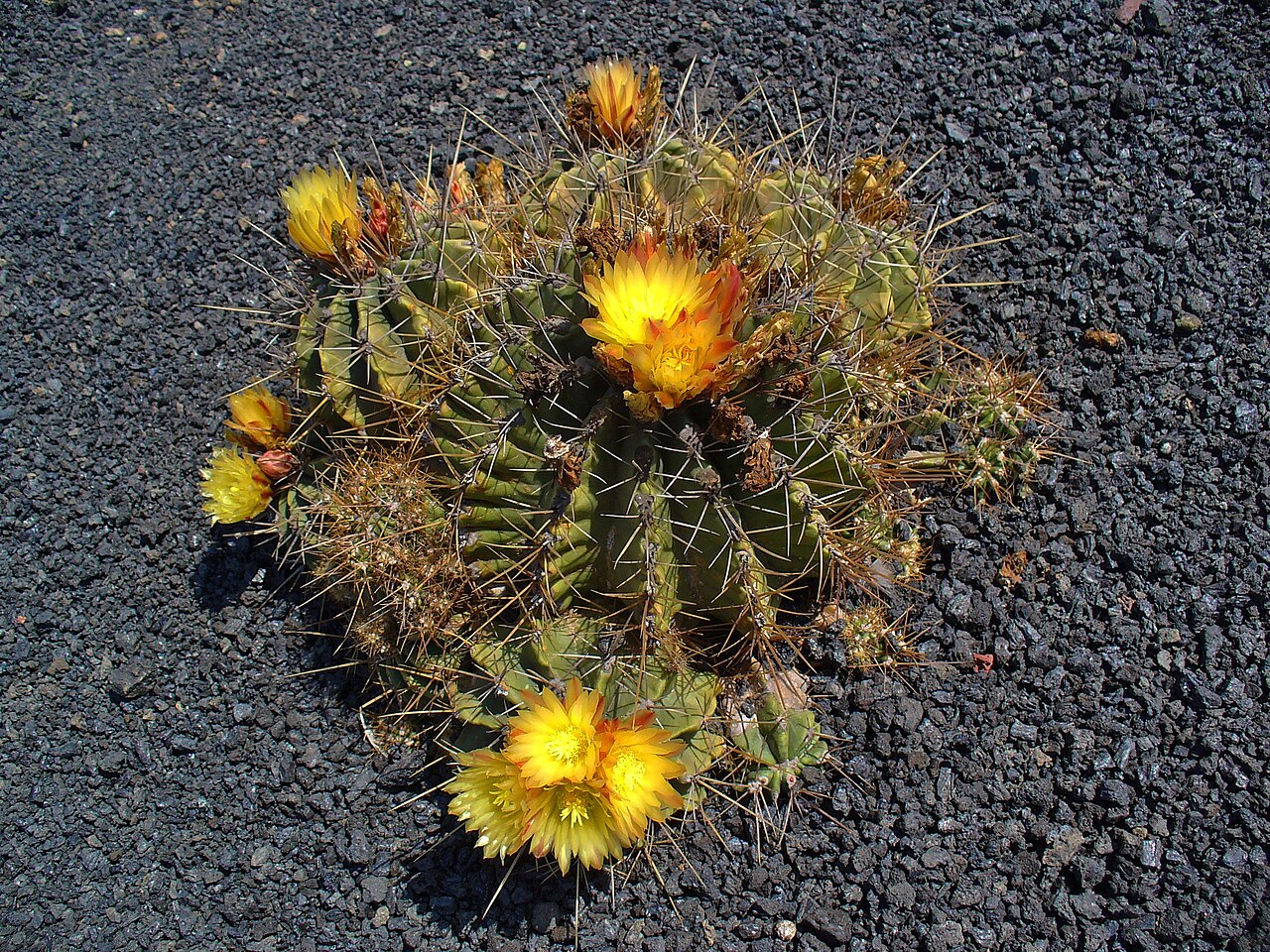 Ferocactus echidne