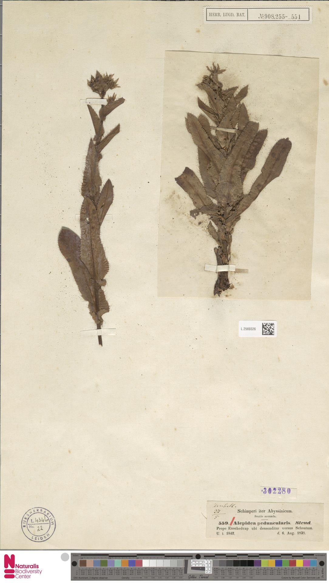 Alepidea peduncularis