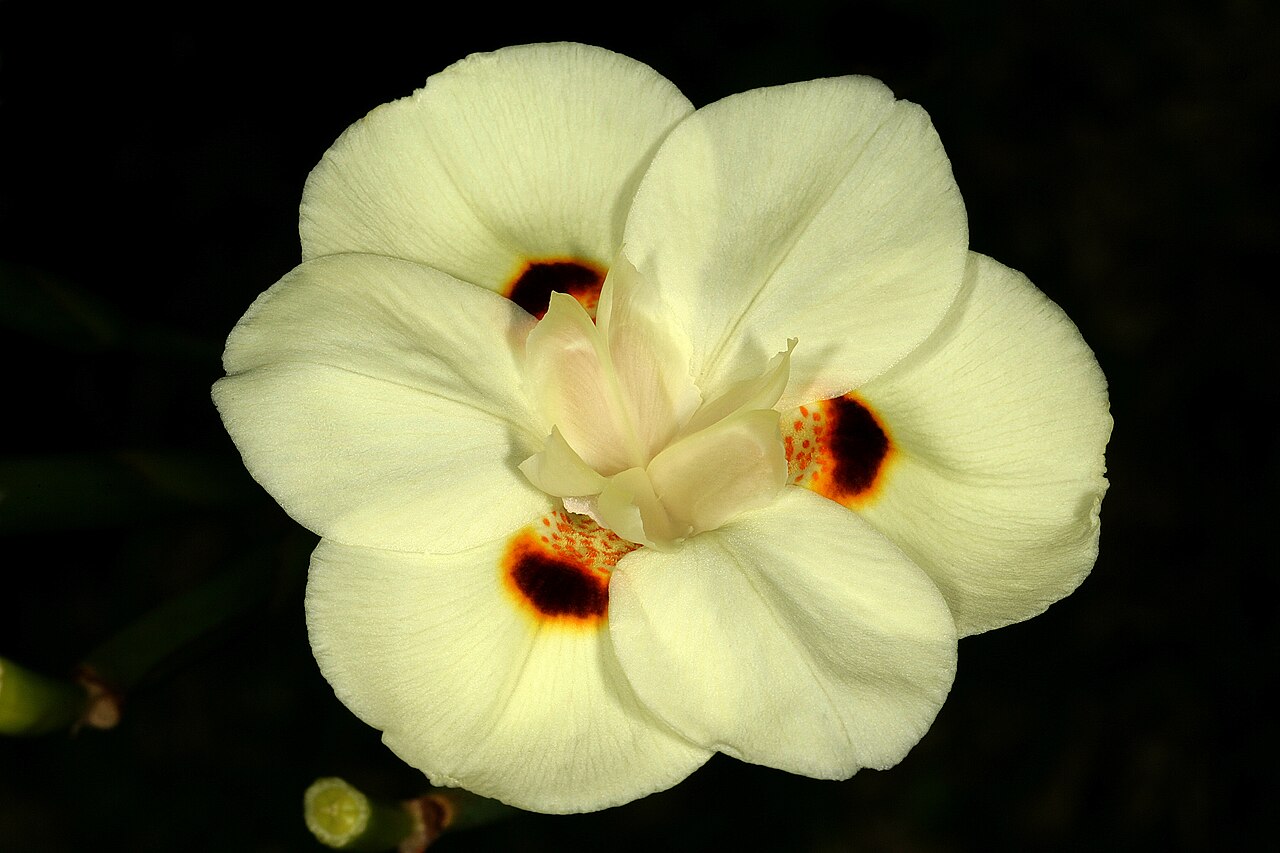 Dietes