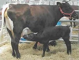 Gloucester cattle