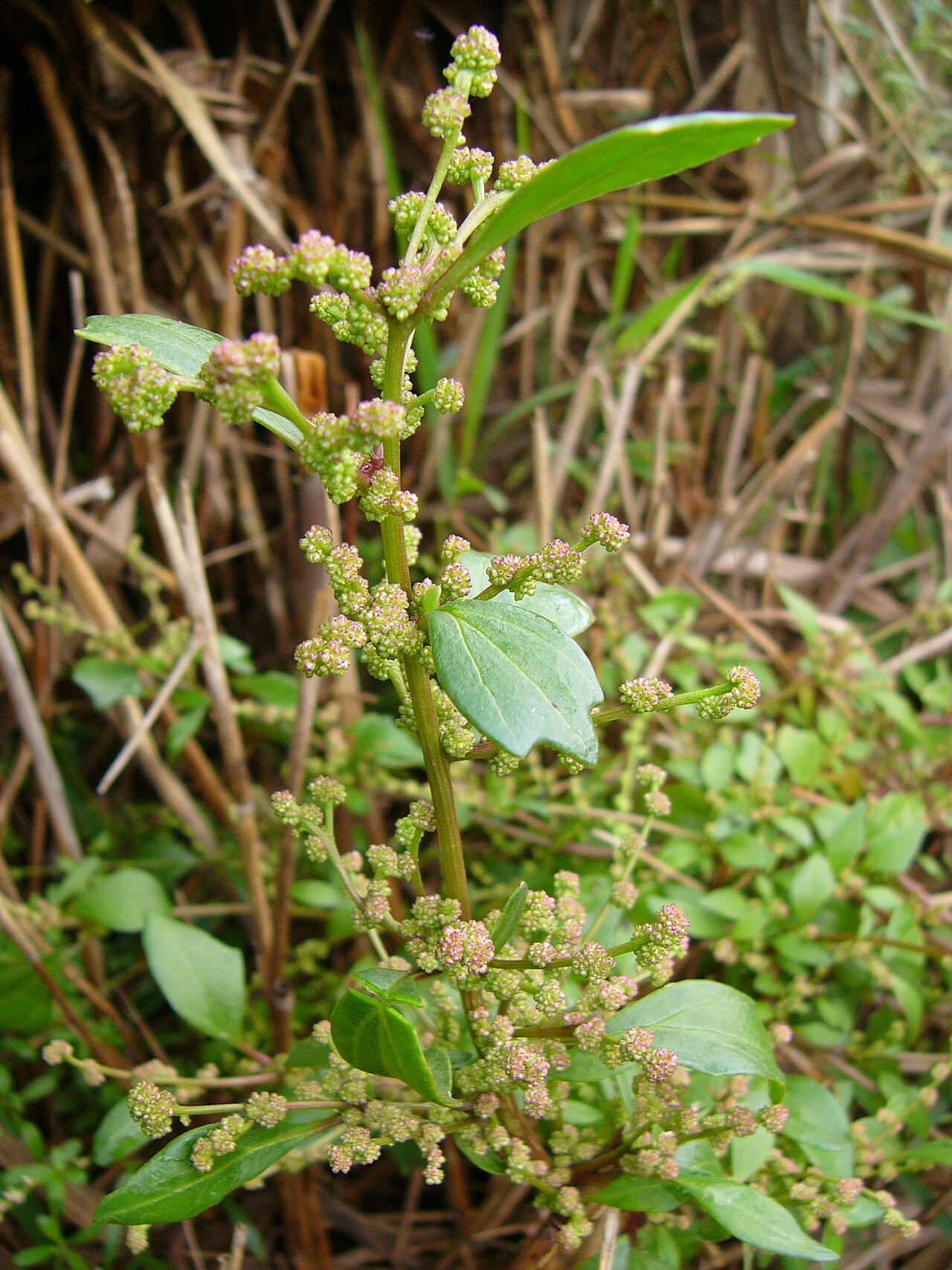 Chenopodium chenopodioides