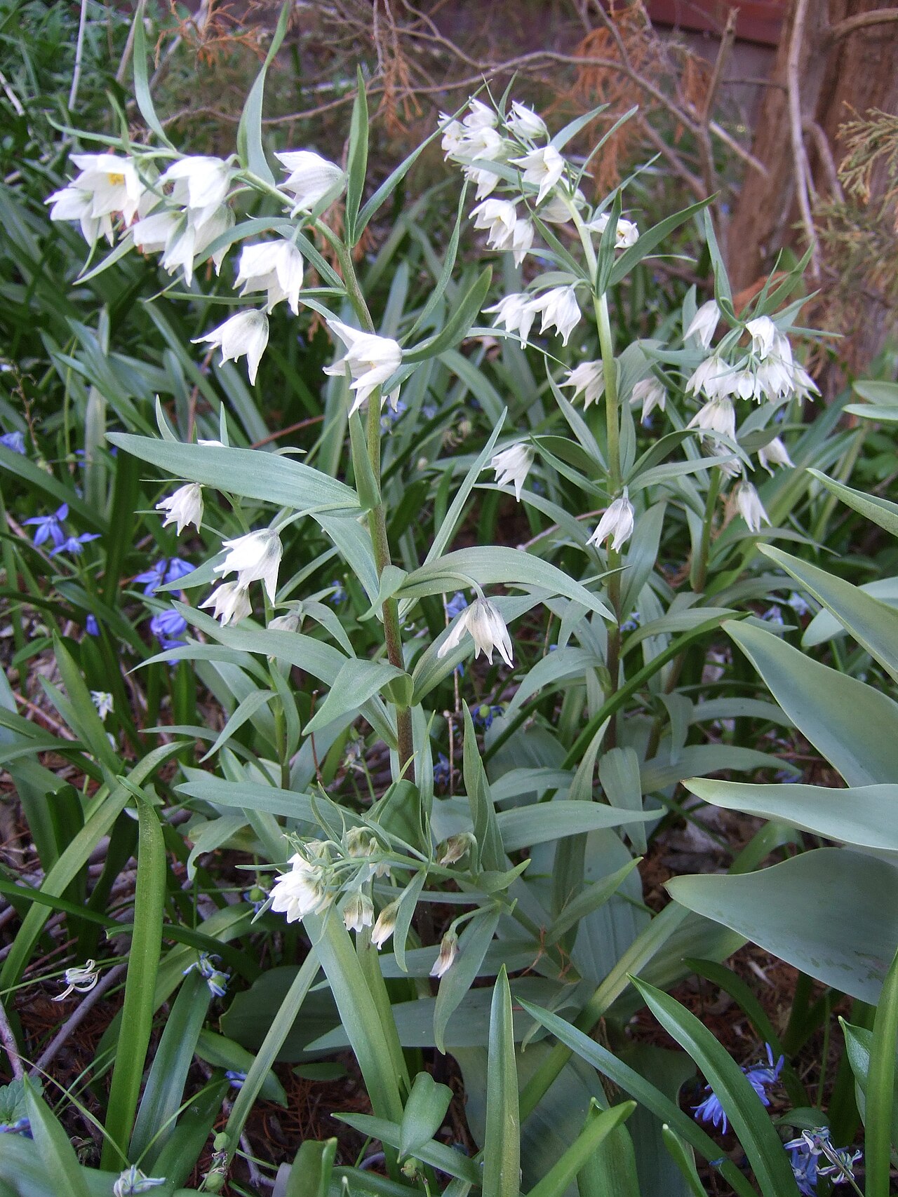 Fritillaria bucharica