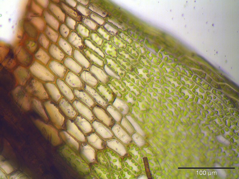 Bryum imbricatum