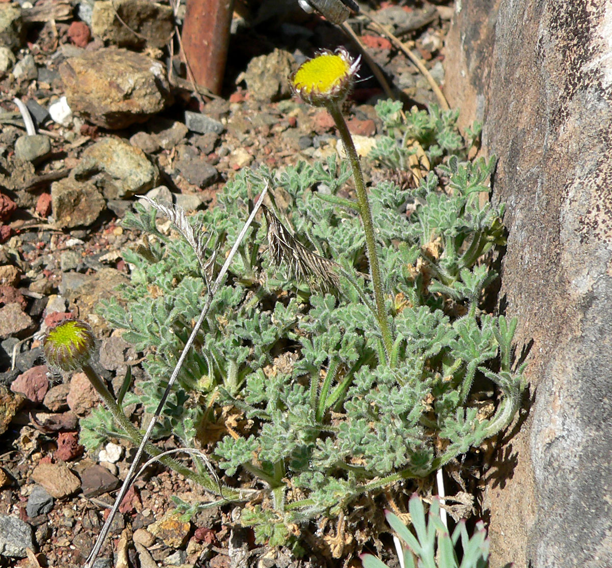 Erigeron vagus