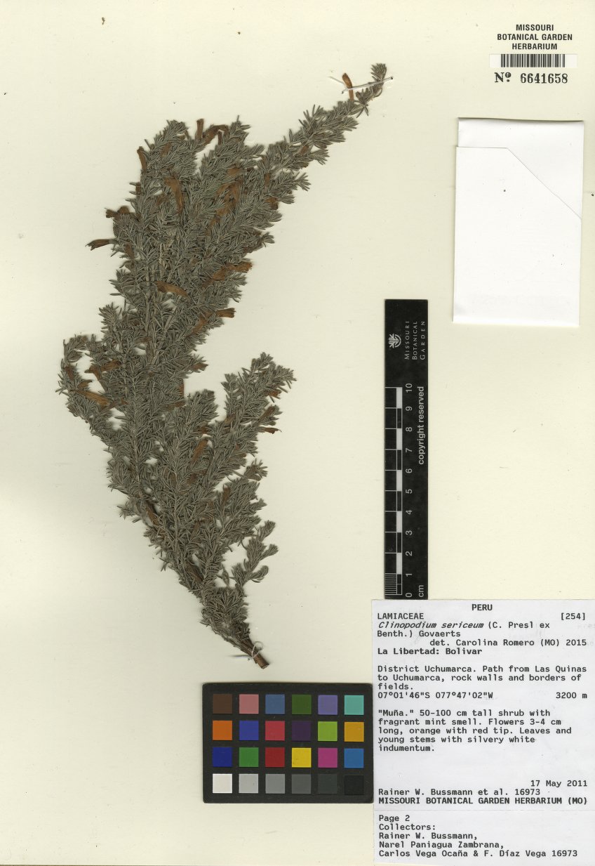 Clinopodium sericeum