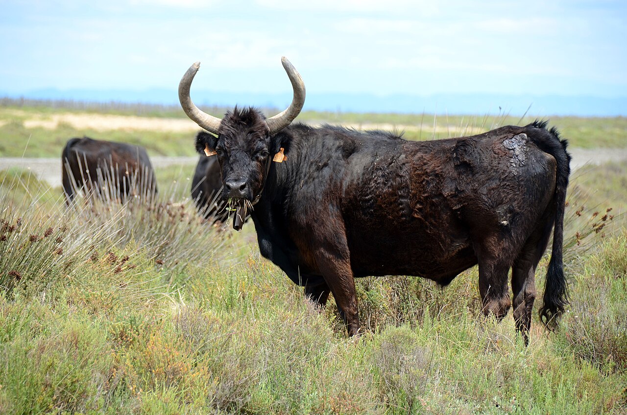 Camargue cattle