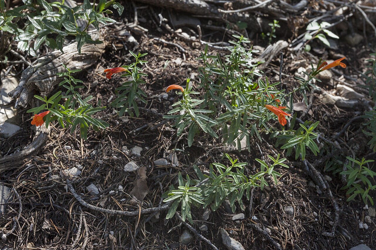 Hedeoma todsenii