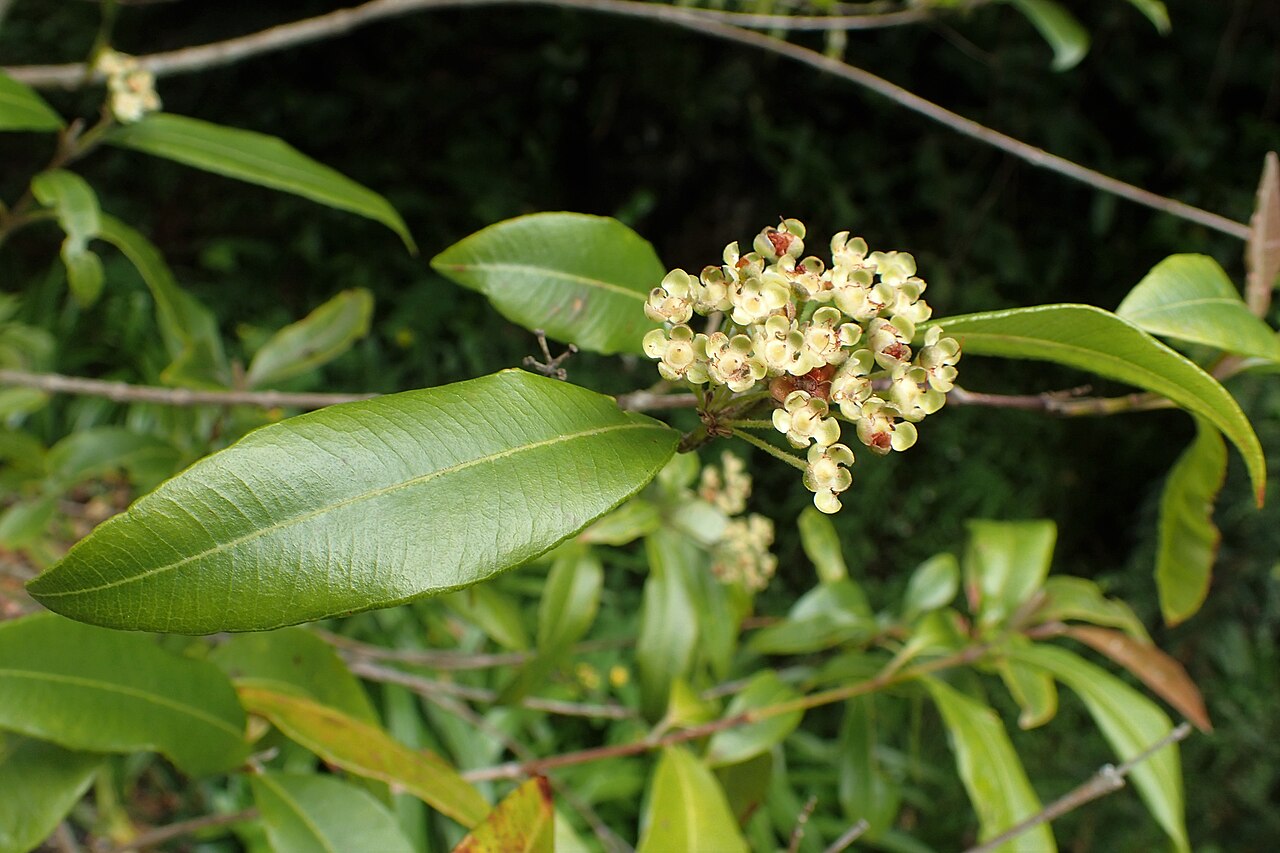 Lemon myrtle