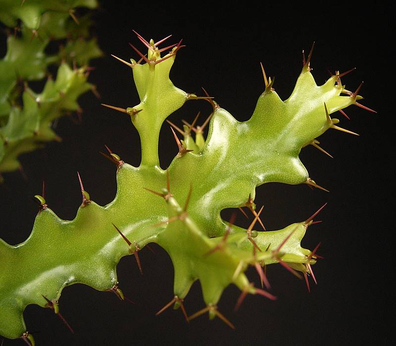 Euphorbia wakefieldii