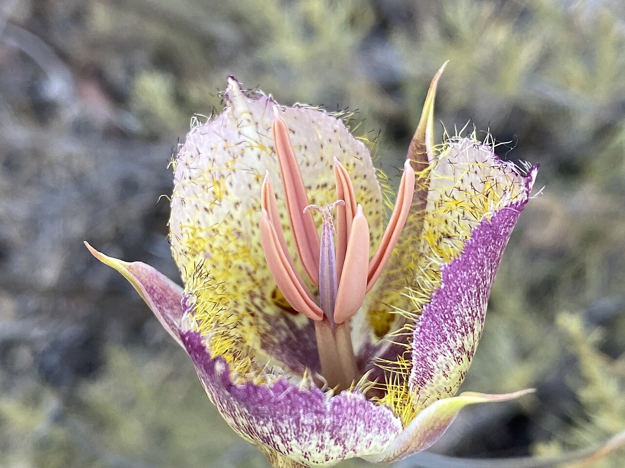 Calochortus weedii