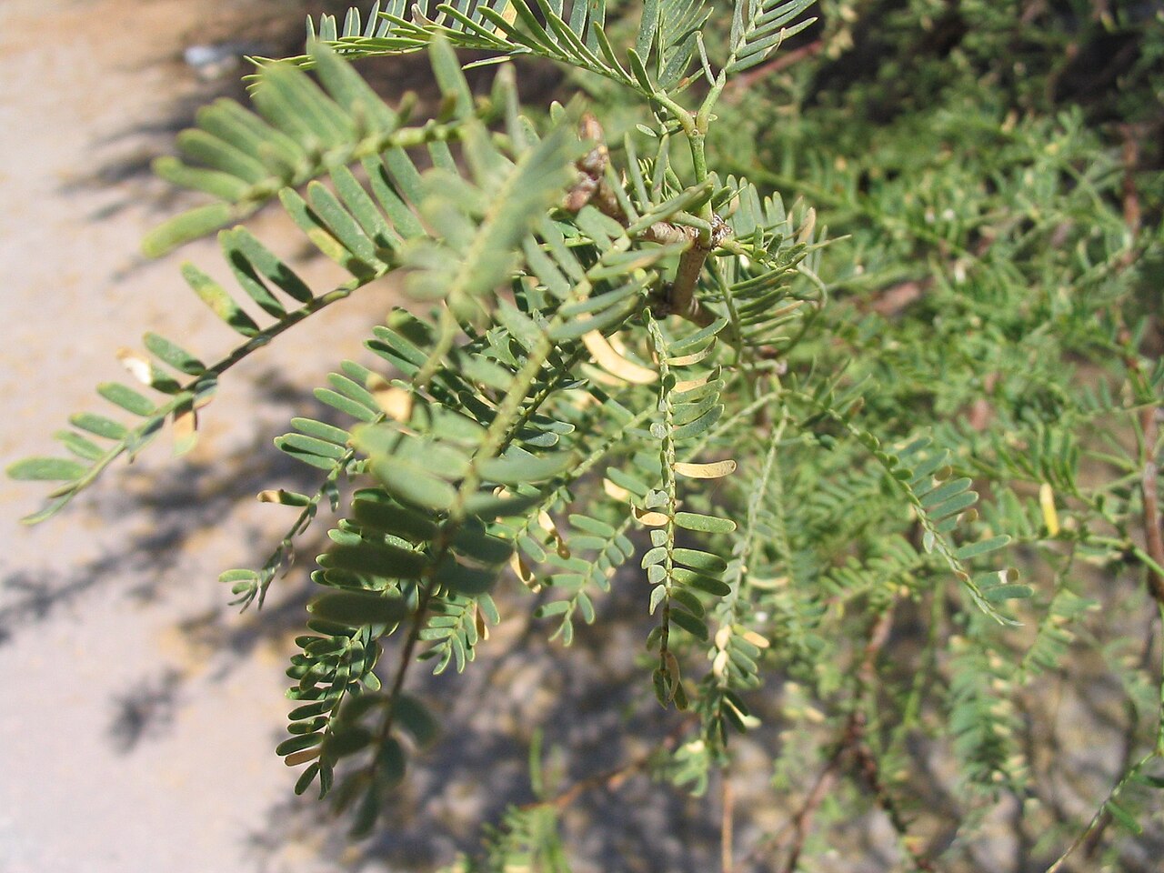 Prosopis tamarugo