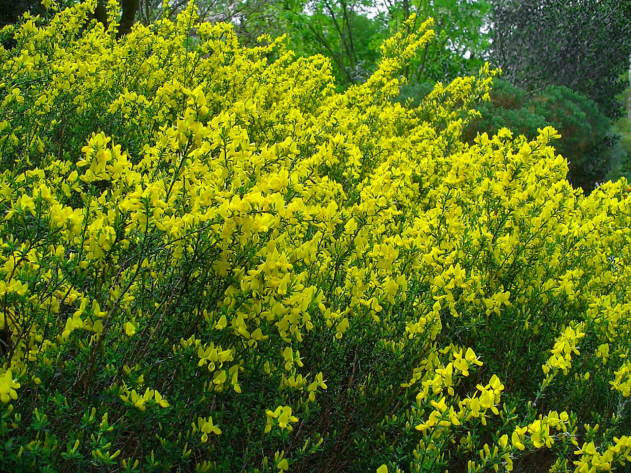 Cytisus decumbens