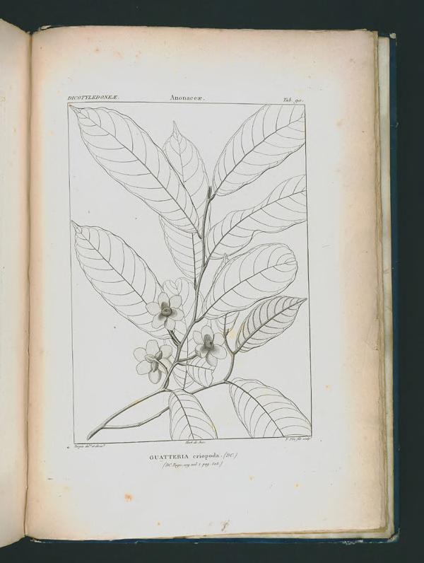 Guatteria eriopoda