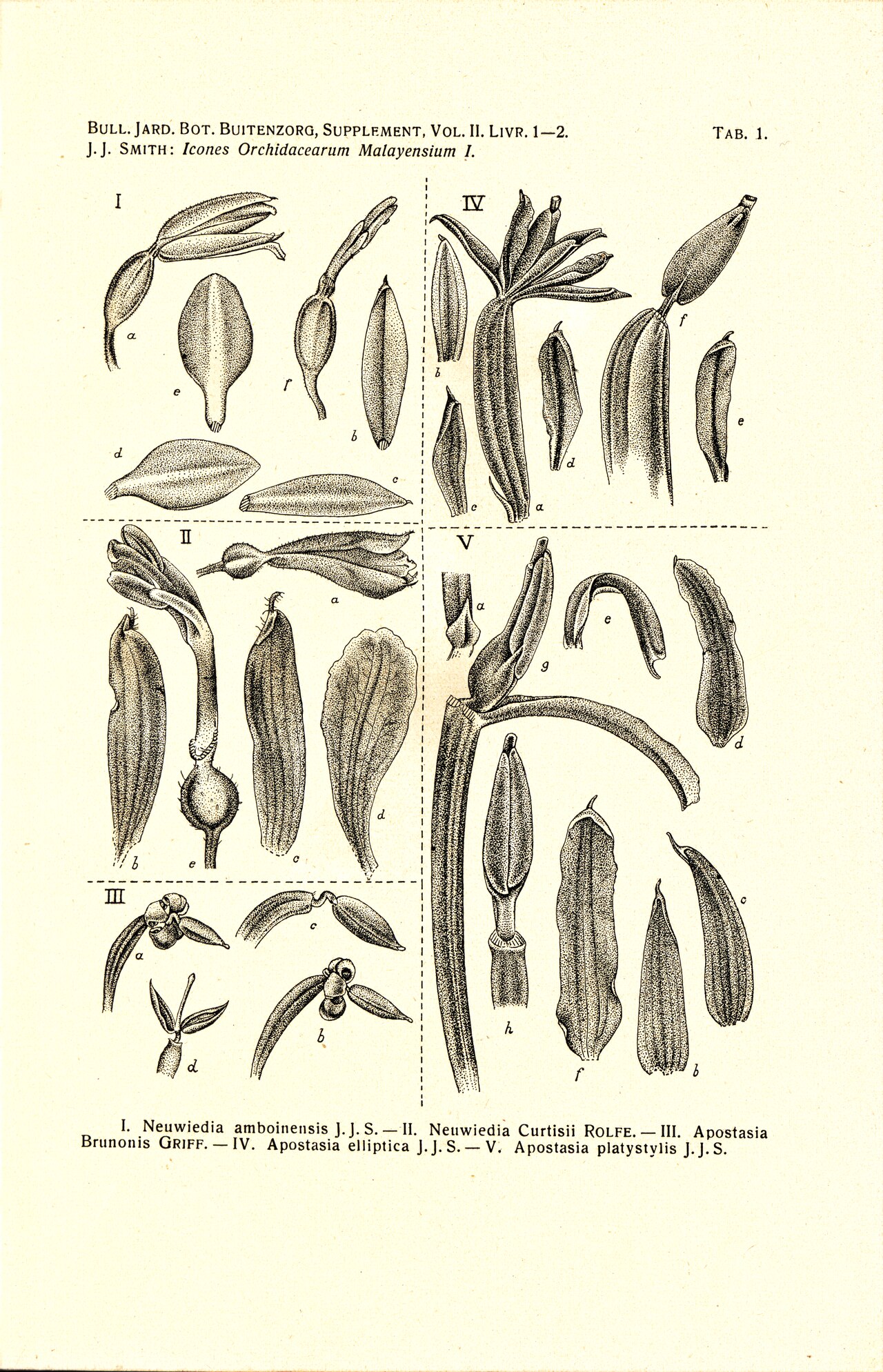 Apostasia elliptica