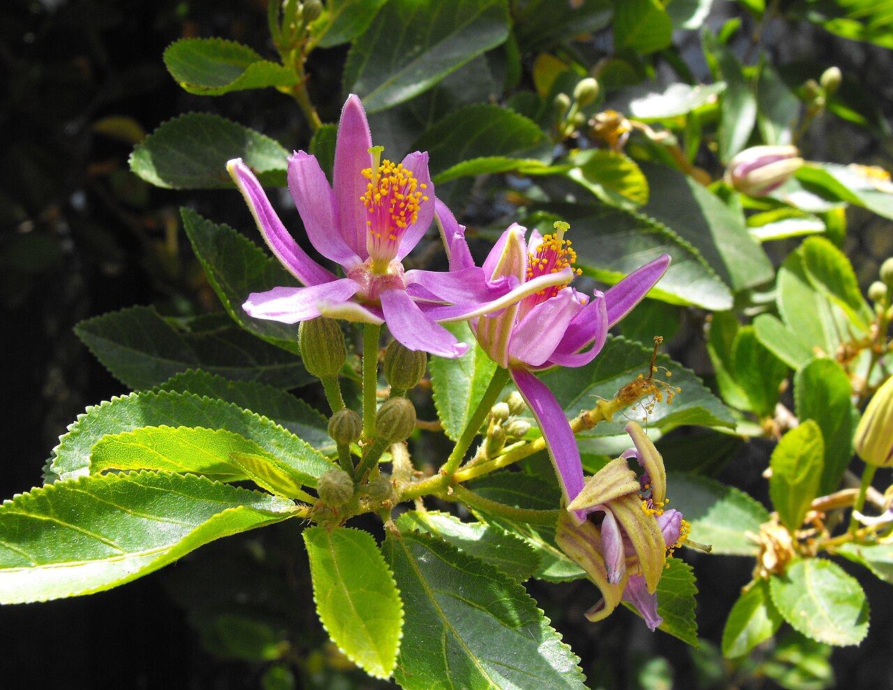 Grewia caffra
