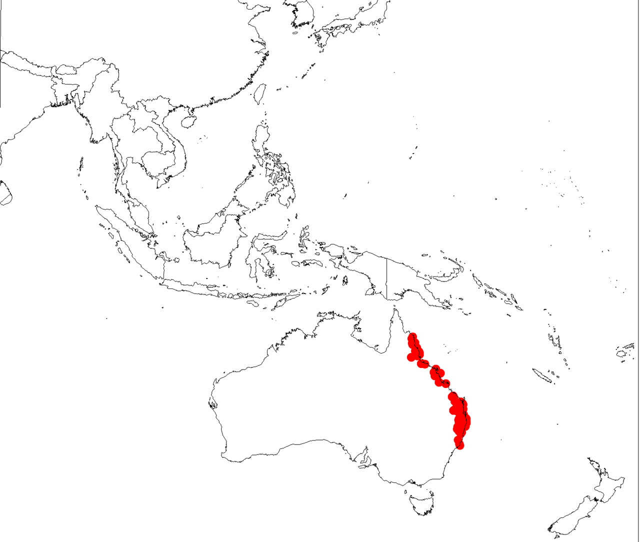 Parsonsia longipetiolata