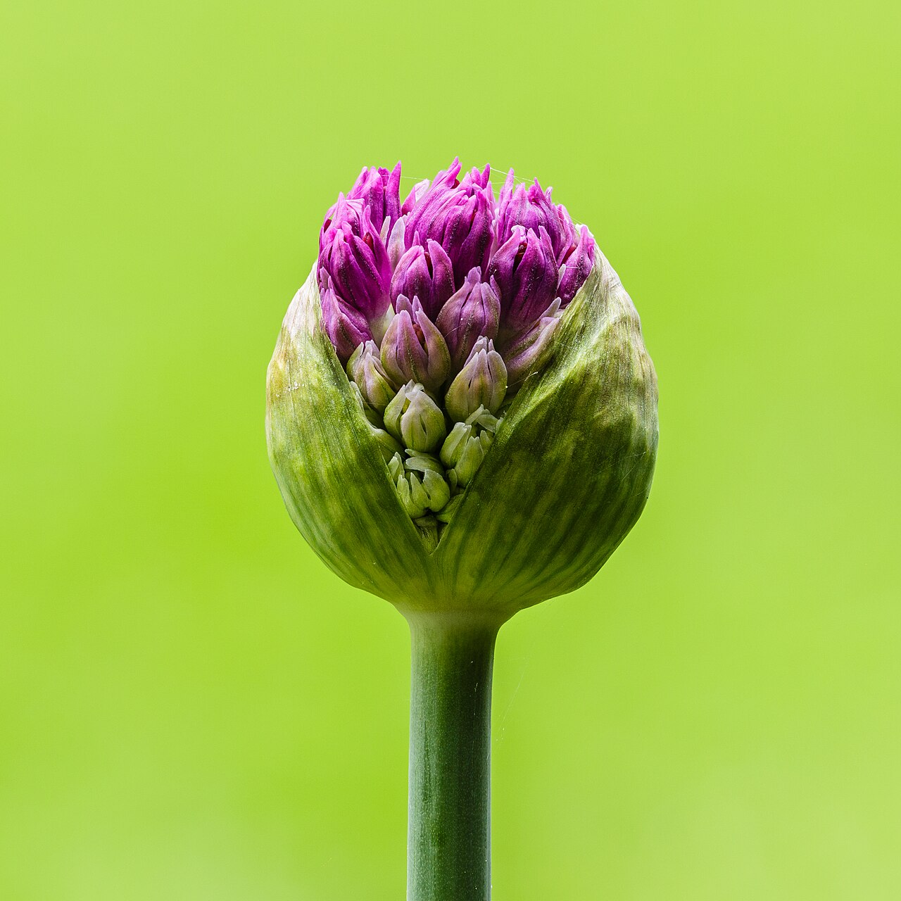 Allium hollandicum